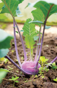 Kohlrabi Growing In Garden